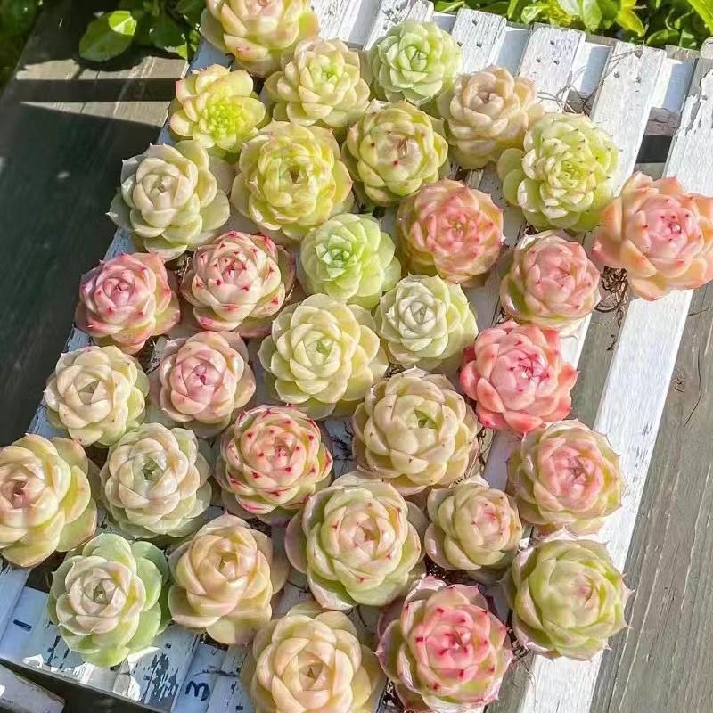 韩版精品女王麦秆多肉植物控养状态新手好养阳台桌面组合花卉盆栽 - 图3