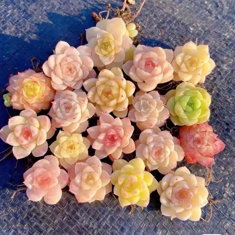 韩版精品女王麦秆多肉植物控养状态新手好养阳台桌面组合花卉盆栽 - 图1