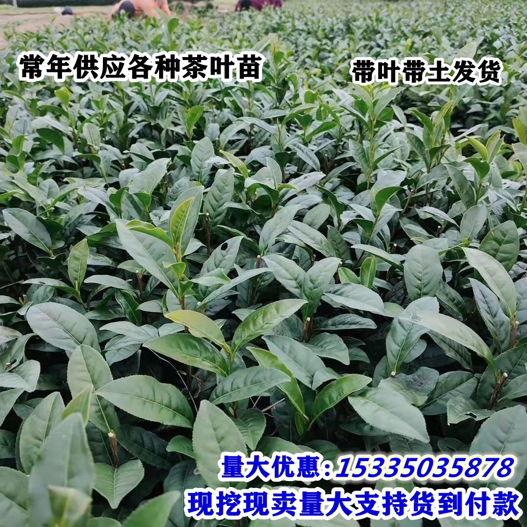 茶叶苗安吉白茶福鼎大白茶叶树苗毛尖龙井碧螺春南方种植茶树苗 - 图2