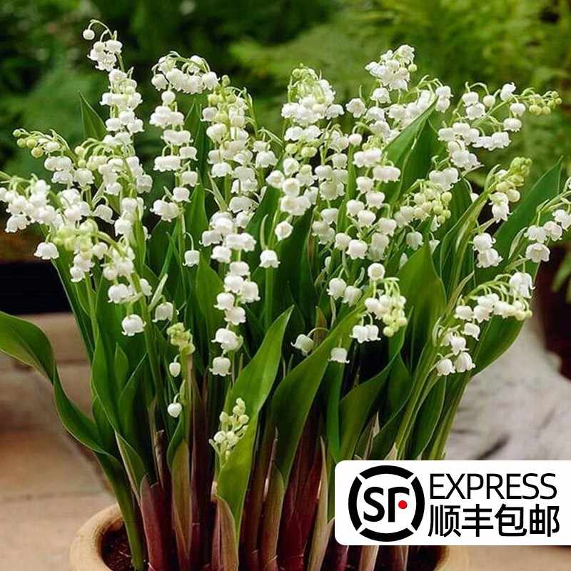 本鈴 新人首單立減十元 22年8月 淘寶海外