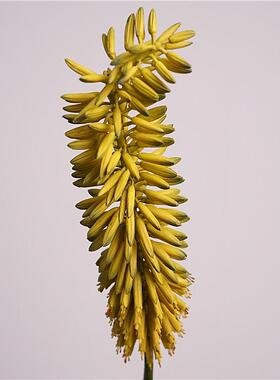仿真手感软胶保湿仿真花艺