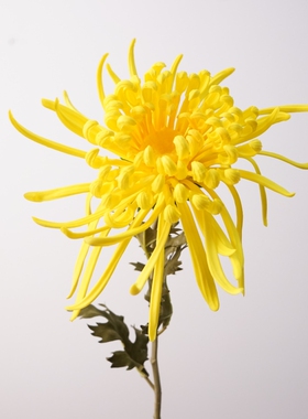 真花软胶手感菊花家居装饰