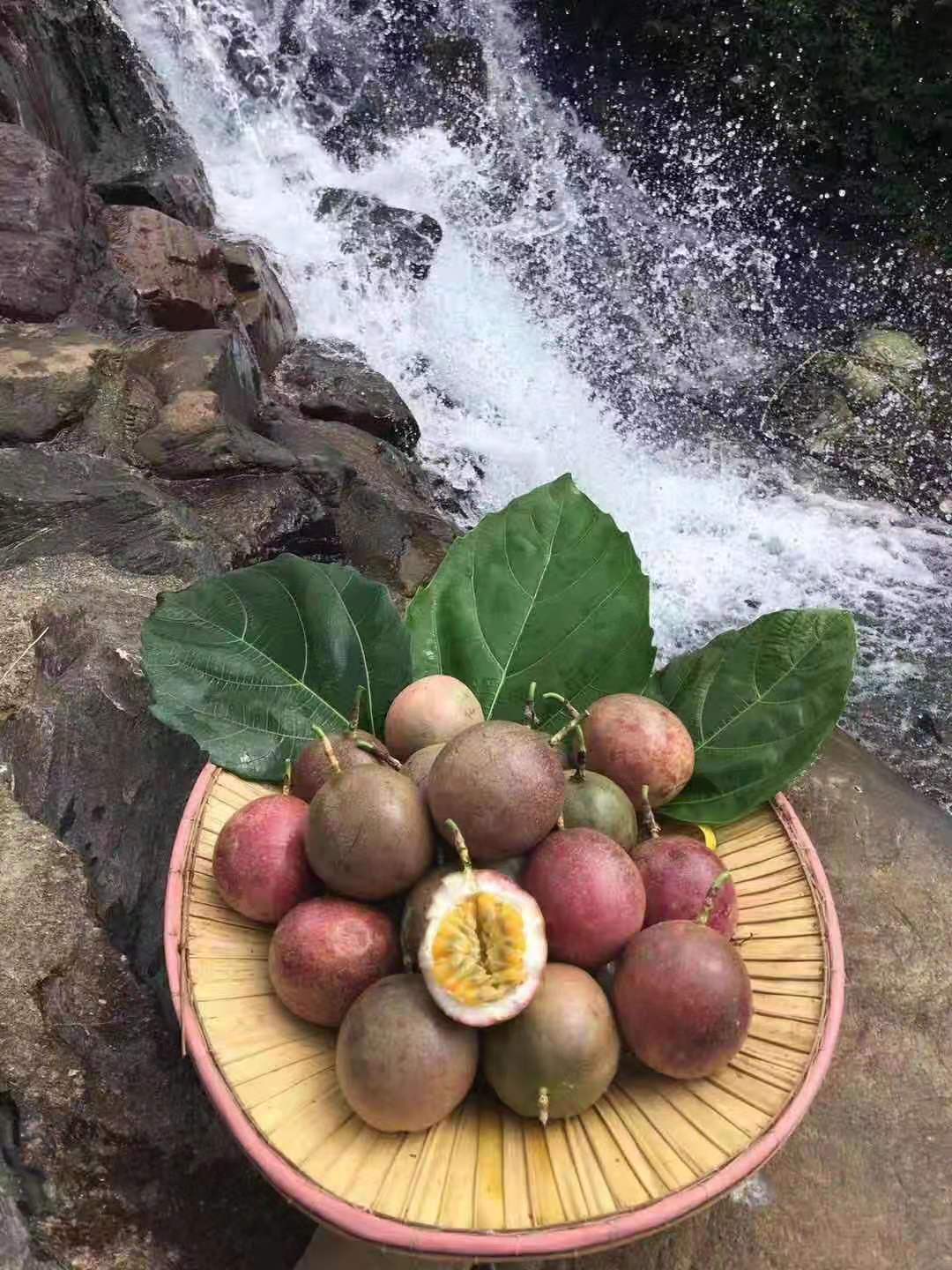 庶州农社旗舰店。百香果新鲜现摘现发精选5  大果广东产地直销紫香一号鸡蛋果包2