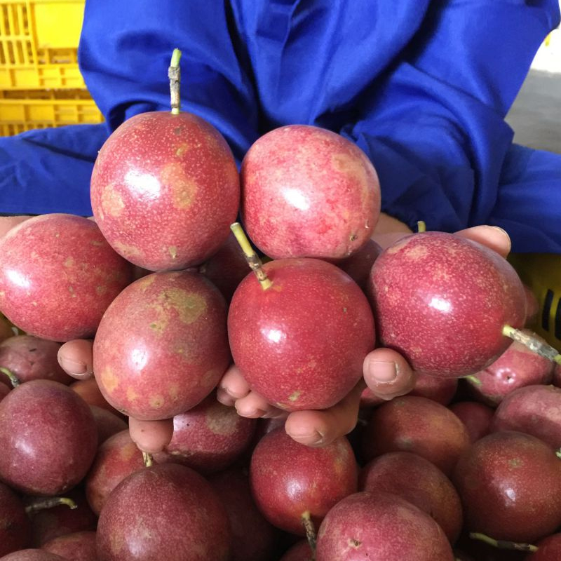 庶州农社旗舰店。当季  广西北流百香果1/3/5/10  红果一级大中小果坏果包赔0