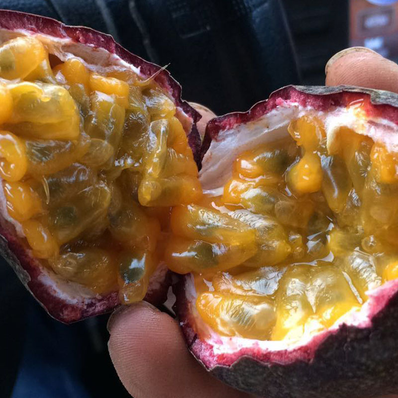 庶州农社旗舰店。广西百香果热带水果新鲜西番莲鸡蛋果现摘1  酸爽香甜包邮1