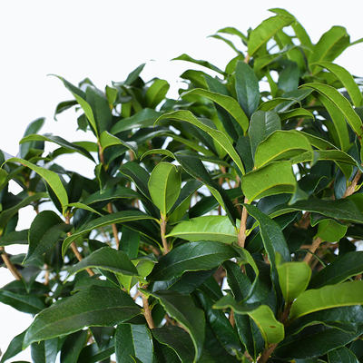 嫁接桂花树苗盆栽四季桂金桂浓香型庭院室内植物盆景阳台种植包邮 虎窝淘