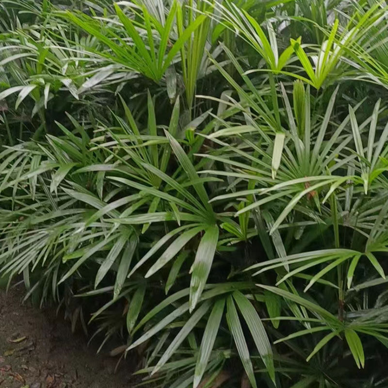 招财棕竹水培土培盆栽苗室内花卉观叶桌面室内绿植耐阴耐寒竹好养,淘宝优惠券,粉丝福利购,淘宝优惠卷