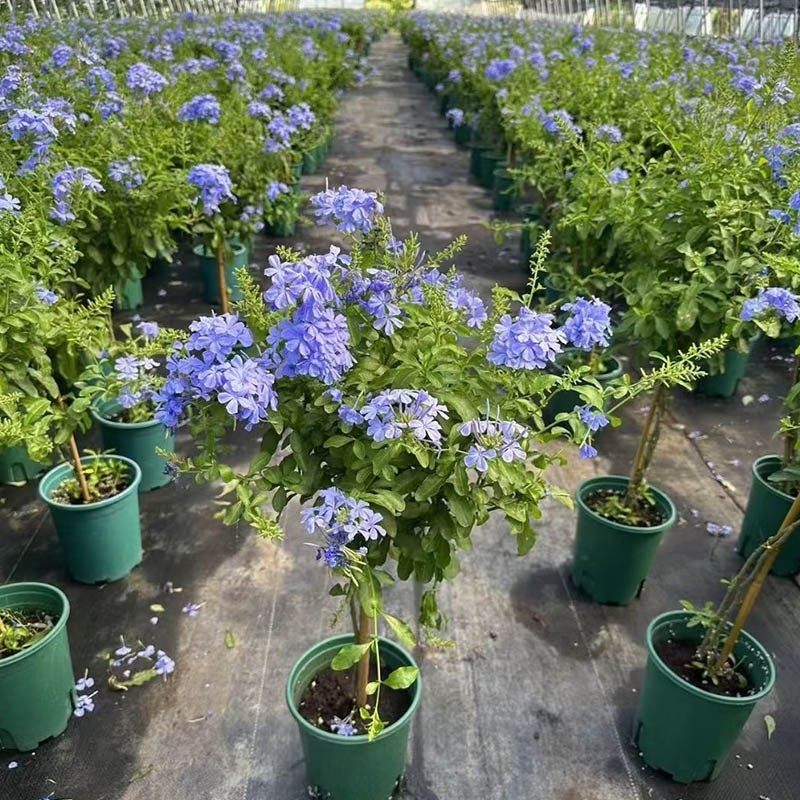 蓝雪花盆栽花卉大苗带花苞爬藤垂吊植物耐热庭院室内阳台易活花卉,淘宝优惠券,粉丝福利购,淘宝优惠卷