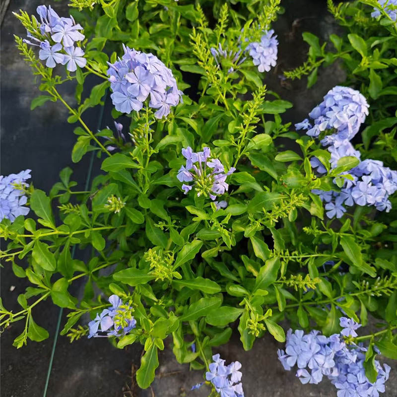 蓝雪花盆栽花卉大苗带花苞爬藤垂吊植物耐热庭院室内阳台易活花卉,淘宝优惠券,粉丝福利购,淘宝优惠卷