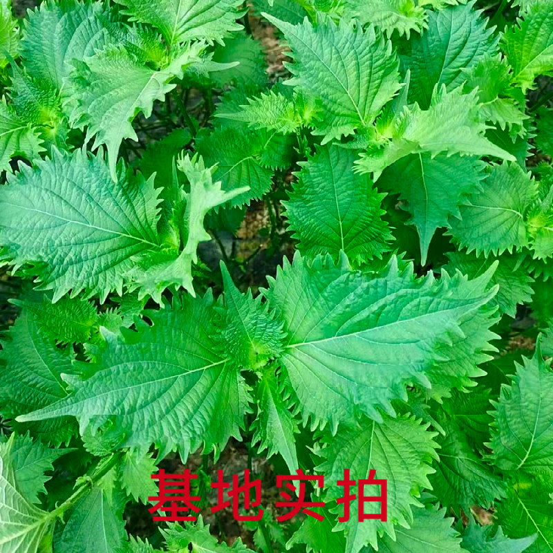 新鲜精品食用青苏叶 紫苏叶大叶 日本苏子叶 三文鱼刺身拼盘 80片,淘宝优惠券,粉丝福利购,淘宝优惠卷