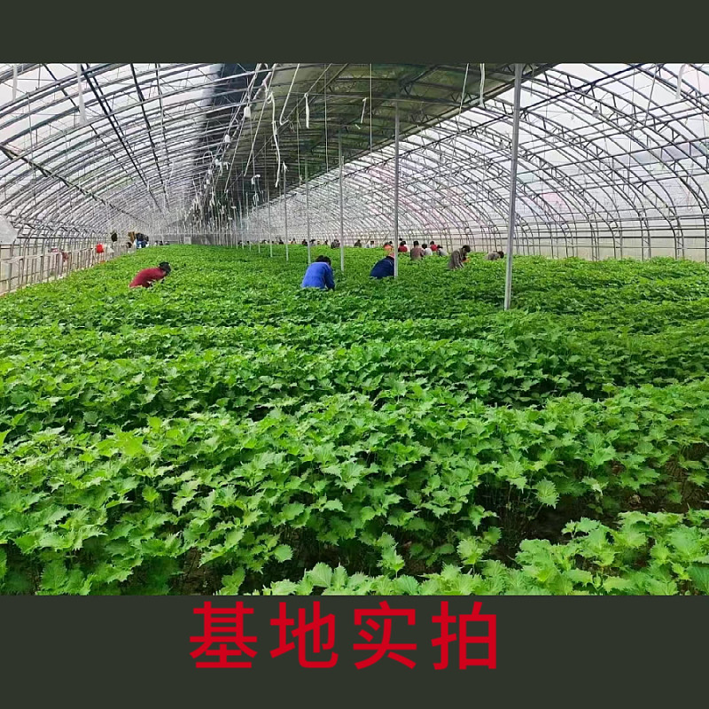 新鲜精品食用青苏叶 紫苏叶大叶 日本苏子叶 三文鱼刺身拼盘 80片,淘宝优惠券,粉丝福利购,淘宝优惠卷