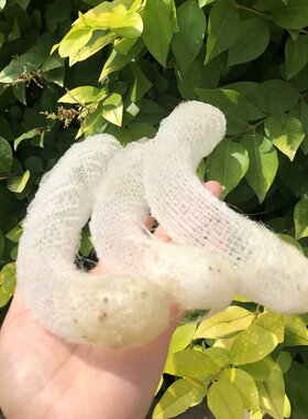 天然贝壳海螺偕老同穴网螺