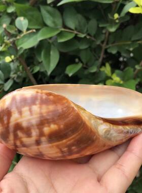 天然贝壳大海螺花瓢螺卷贝鱼繁殖壳鱼缸装饰多肉盆栽花盆创意摆件