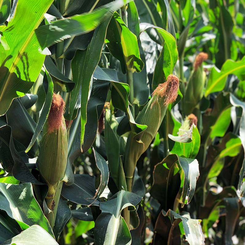 新鲜带壳水果甜玉米应当季新鲜蔬菜带壳甜多汁原产地现采摘速发,淘宝优惠券,粉丝福利购,淘宝优惠卷