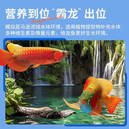 百因美AG龙鱼活力素维他命营养液厌食趴缸生物龙鱼活力配方助发色 - 图2