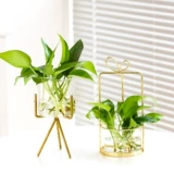 Северная гидропонная зеленый растение цветочный на рабочем столе цветочные бутылки стойки настольный настольный настольный слэш ins стиль украшения цветы легкие роскошь