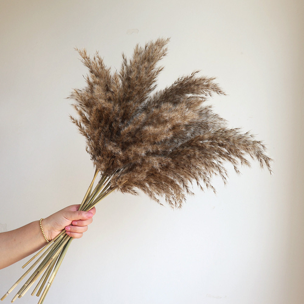 干花真花 侘寂风芦苇干花松果棉花天然麦子虞美人装饰家居花束摆,淘宝优惠券,粉丝福利购,淘宝优惠卷