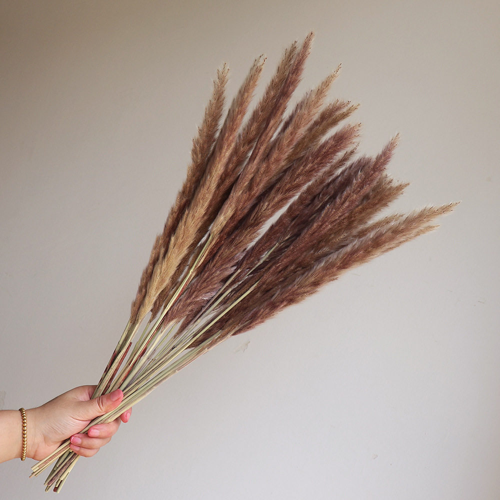 干花真花 侘寂风芦苇干花松果棉花天然麦子虞美人装饰家居花束摆,淘宝优惠券,粉丝福利购,淘宝优惠卷
