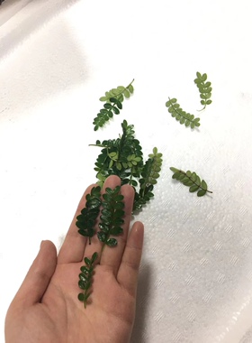 烘焙面包装饰深圳清香美观