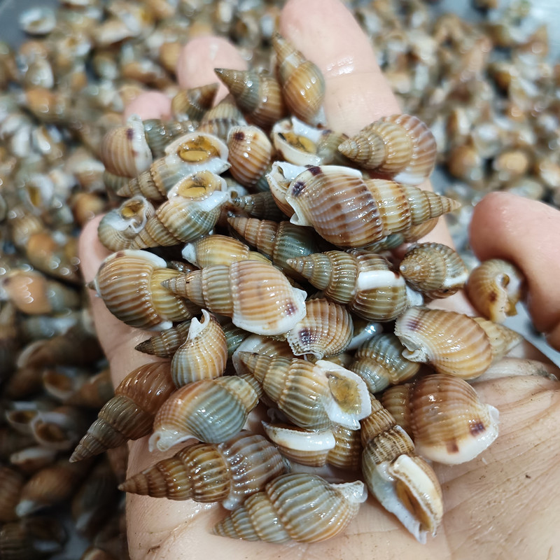 Fresh sea snails, sea melon seeds, small conches and shellfish