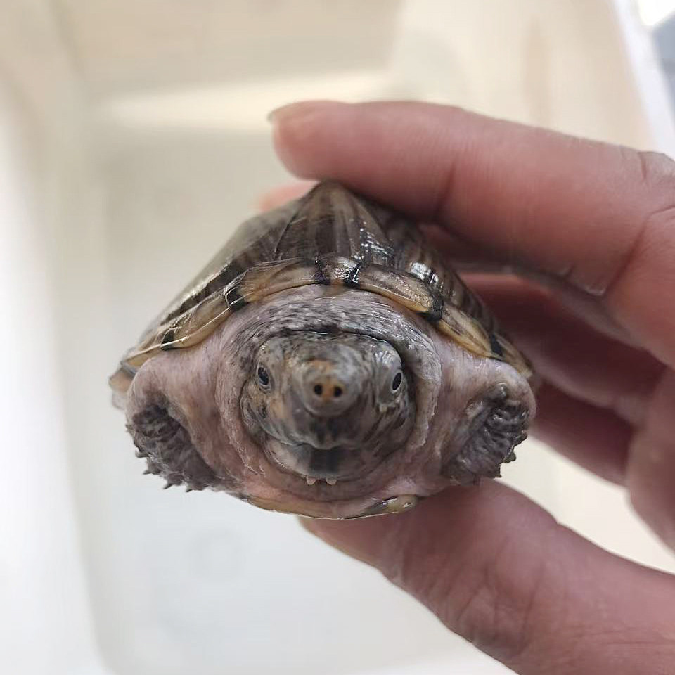 剃刀蛋龟强公8cm试蛋种龟泥龟深水龟冷水龟观赏龟宠物龟,淘宝优惠券,粉丝福利购,淘宝优惠卷