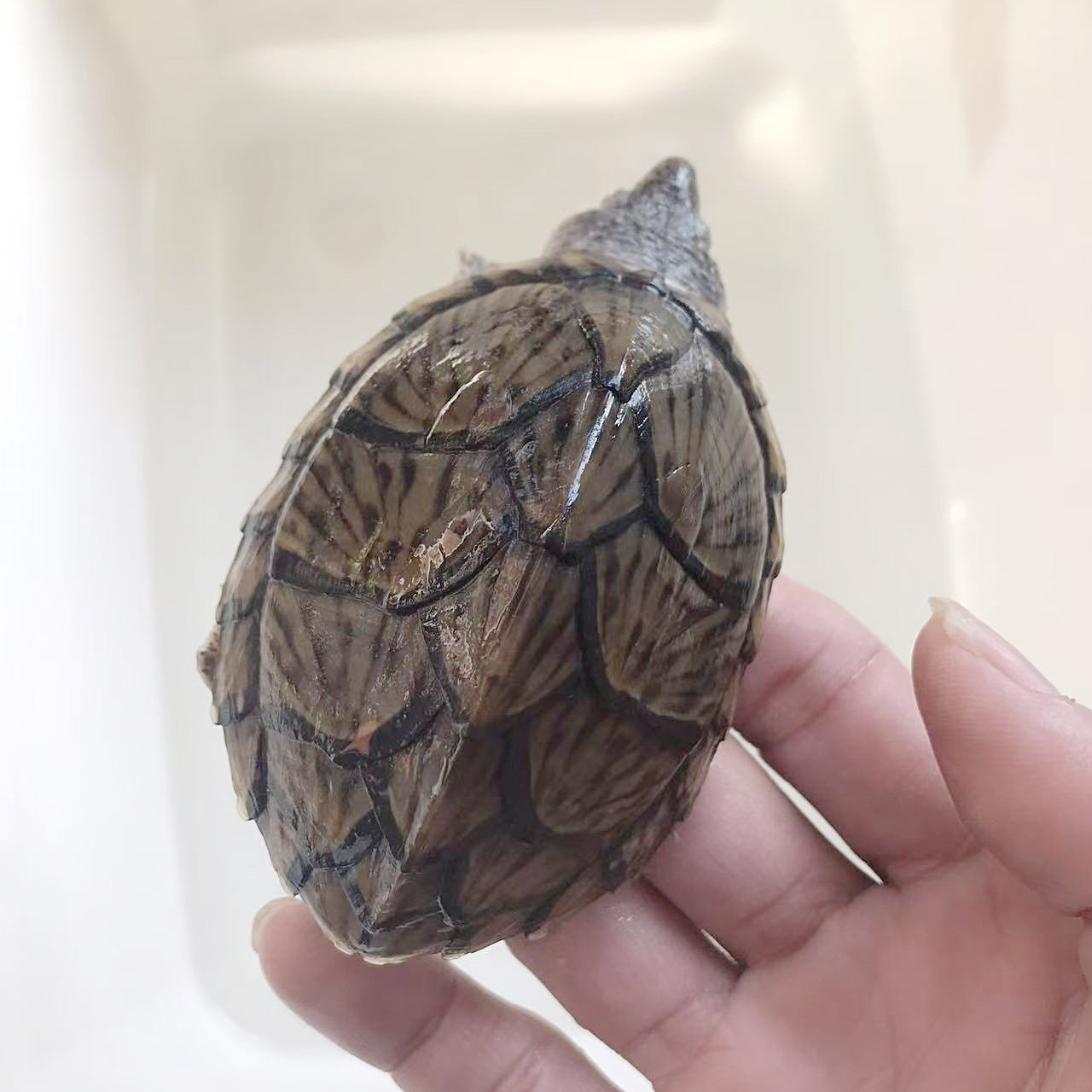 剃刀蛋龟强公8cm试蛋种龟泥龟深水龟冷水龟观赏龟宠物龟,淘宝优惠券,粉丝福利购,淘宝优惠卷