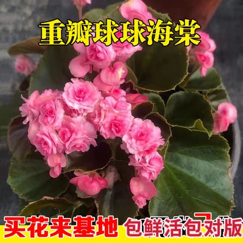 重瓣球球四季海棠花苗盆栽阳台庭院多年生带花苞秋海棠玻璃翠 - 图0