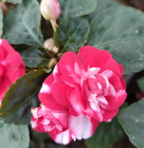 水梅花盆栽重瓣凤仙花四季开花不断好养易多年生带花基地直发包邮 - 图2