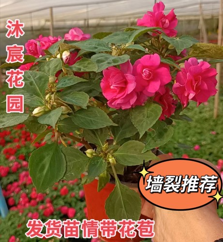 水梅花苗盆栽多年生四季花阳台庭院办公室耐旱皮实重瓣凤仙带花苞 - 图1