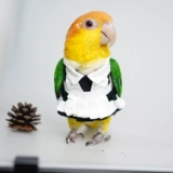 Милое платье, штаны, косплей, стиль Лолита