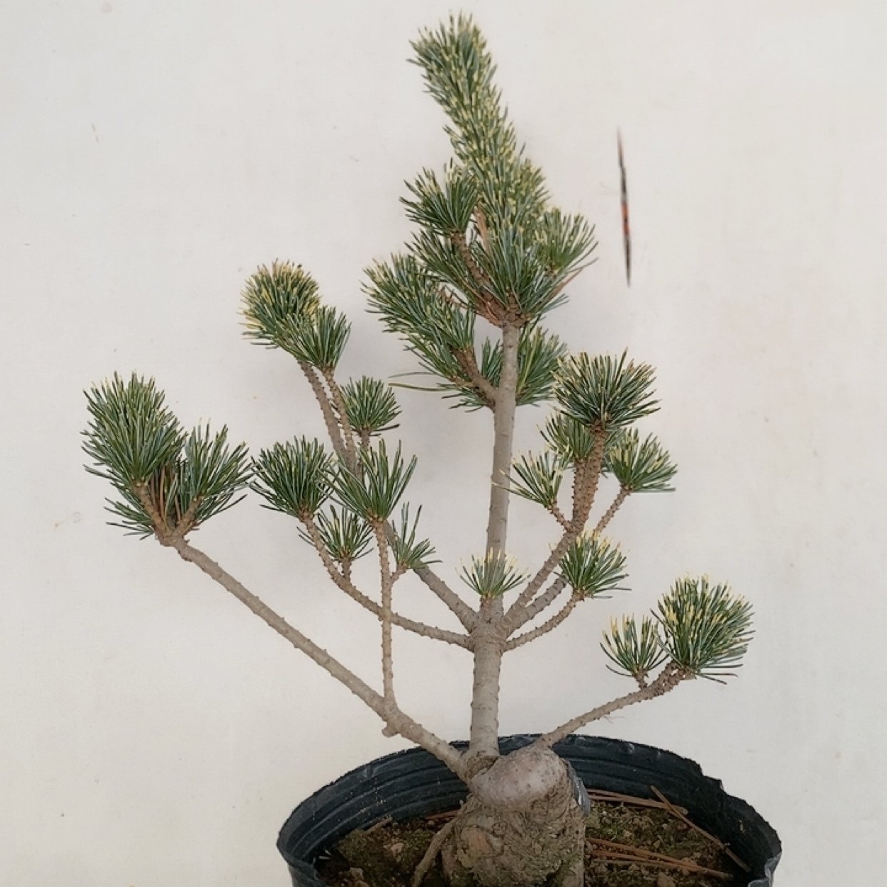 一物一拍实物拍摄吹雪五针松贵品种明星五针松金针大阪松小品盆栽,淘宝优惠券,粉丝福利购,淘宝优惠卷