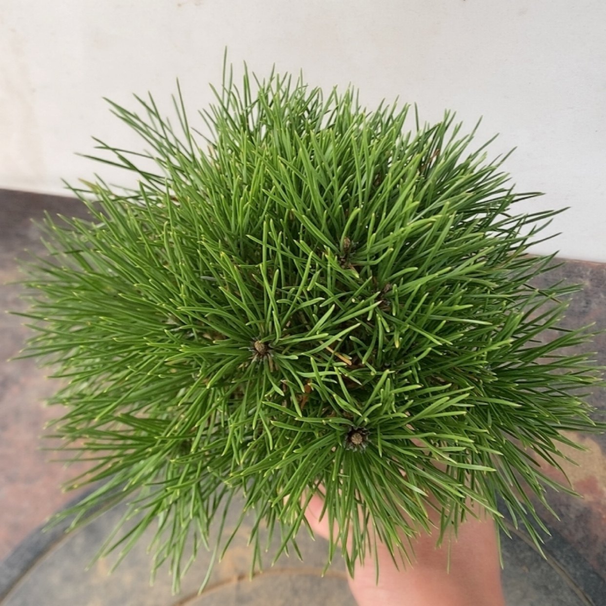 一物一拍实物拍摄 黑松童子功 三河黑松 老桩小品 微型盆景素材,淘宝优惠券,粉丝福利购,淘宝优惠卷