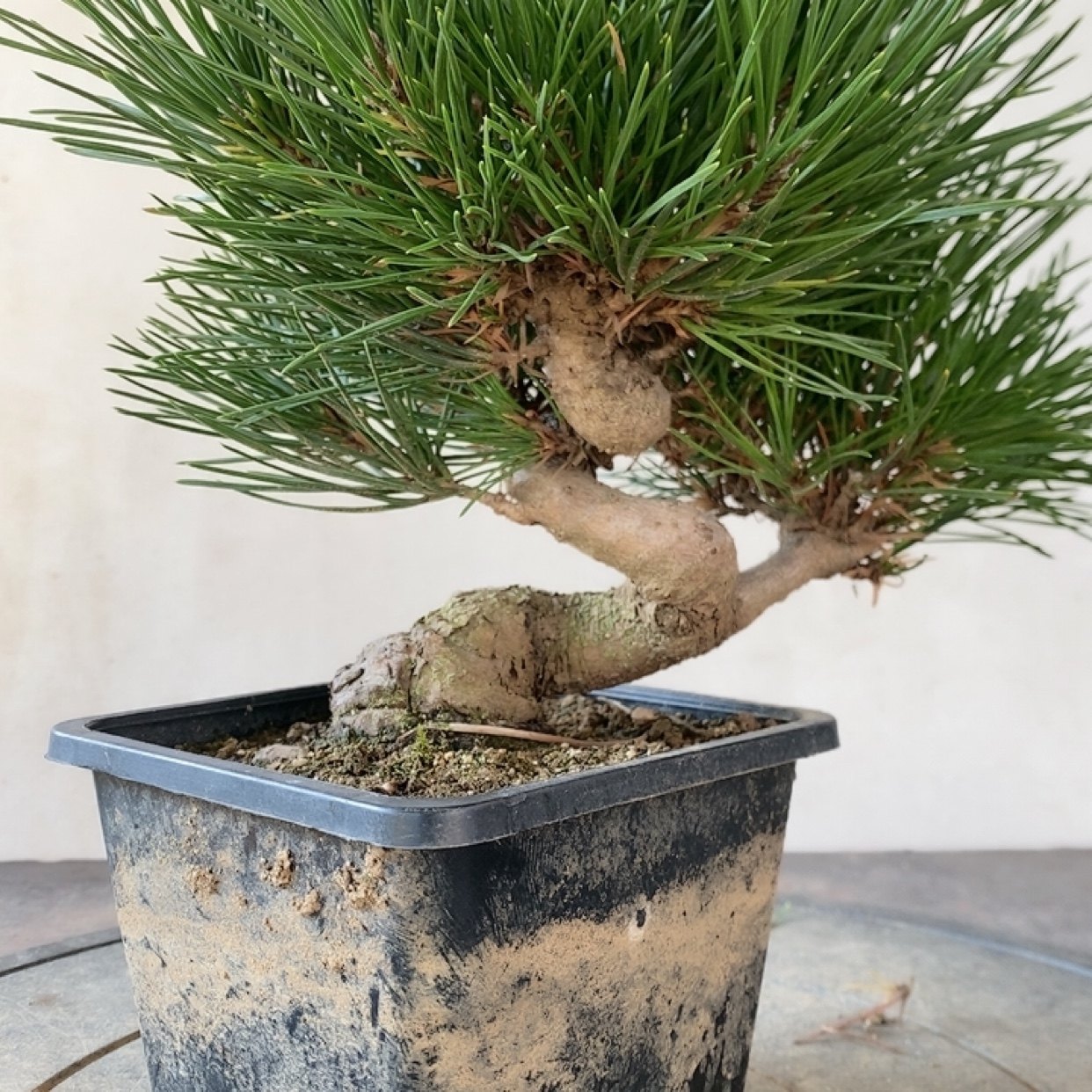 一物一拍实物拍摄三河黑松盆景老桩造型盆景五针松明星宫岛大阪松,淘宝优惠券,粉丝福利购,淘宝优惠卷