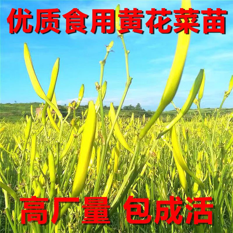 优质黄花菜种苗种植苗*食用金针菜根苗四季可种易种根粗高产包活 - 图0