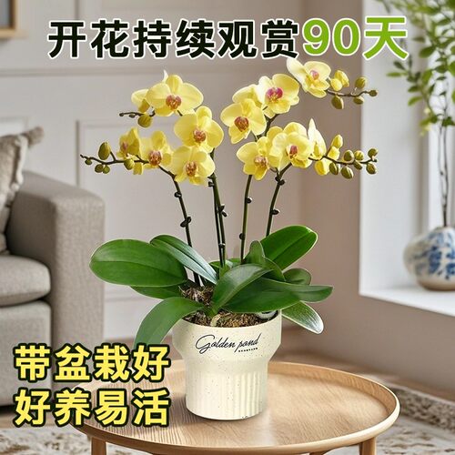 春节送礼佳品蝴蝶兰盆栽现带花苞室内花卉客厅绿植办公室四季好养 - 图0