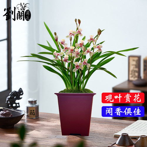 兰花苗盆栽四季兰老君荷新手好养夏带花苞出售荷瓣浓香花卉绿植 - 图1
