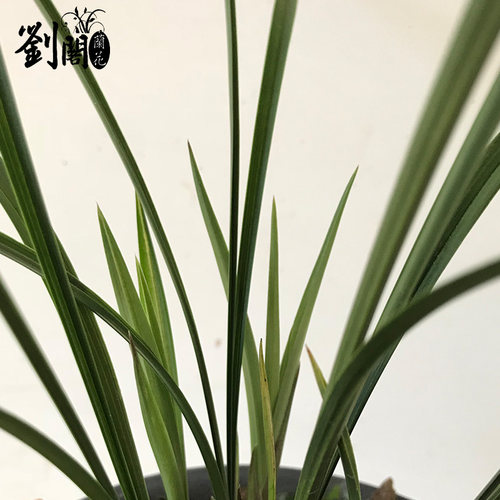刘阁兰花苗 乌蒙白彩 春兰蝶花冬带浓香花苞出售好养花卉绿植盆栽 - 图1