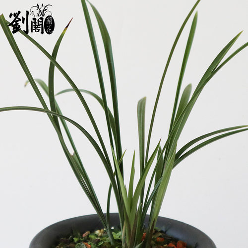 刘阁兰花苗 乌蒙白彩 春兰蝶花冬带浓香花苞出售好养花卉绿植盆栽 - 图2