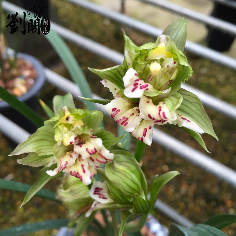 刘阁兰花苗盖世牡丹春剑奇花牡丹冬带浓香花苞出售室内绿植盆栽-图0