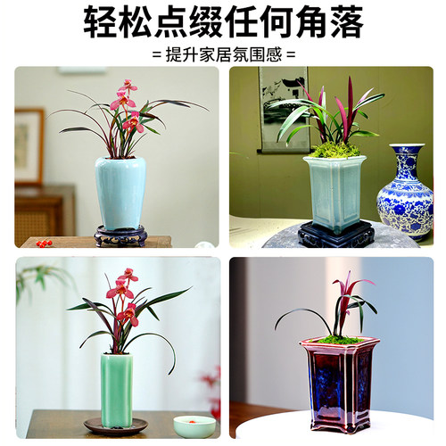 名贵兰花苗建兰红草红荷 夏带花苞出售浓香好养室内客厅花卉绿植 - 图3