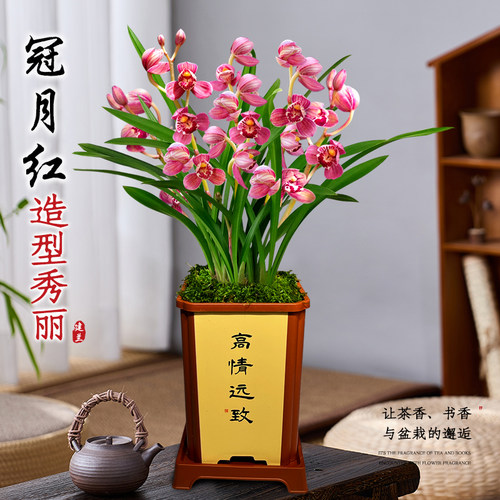 兰花苗盆栽四季兰冠月红新手好养夏带花苞出售荷瓣浓香花卉绿植 - 图1