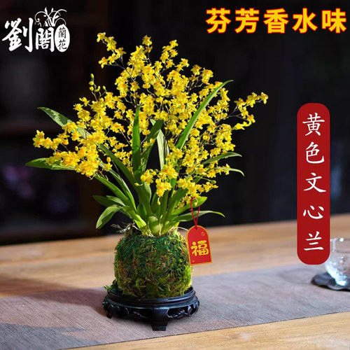 香水文心兰花苗冬带花苞梦香浓香年宵花卉苔藓球懒人盆栽水培植物 - 图1