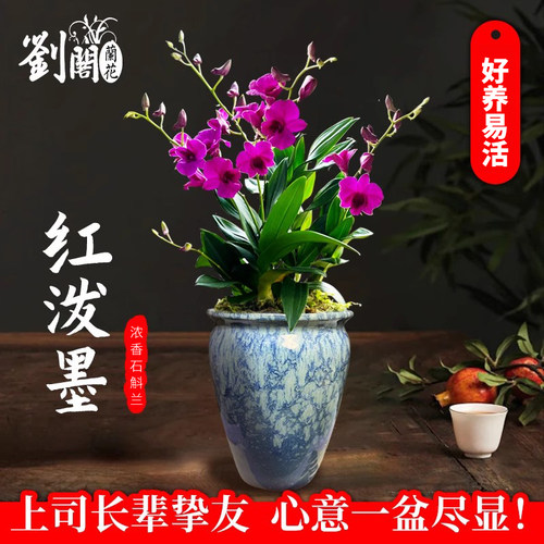 双色泼墨香水石斛兰花苗现带多花桌面精致盆栽好养花卉绿植 - 图0