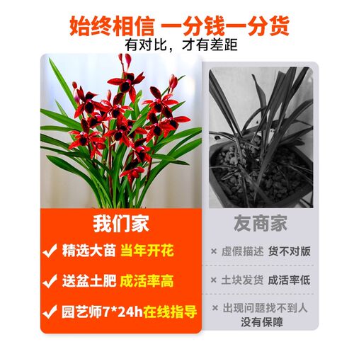 刘阁兰花苗四季建兰天红夏带花浓香好养室内办公室绿植花卉盆栽 - 图2