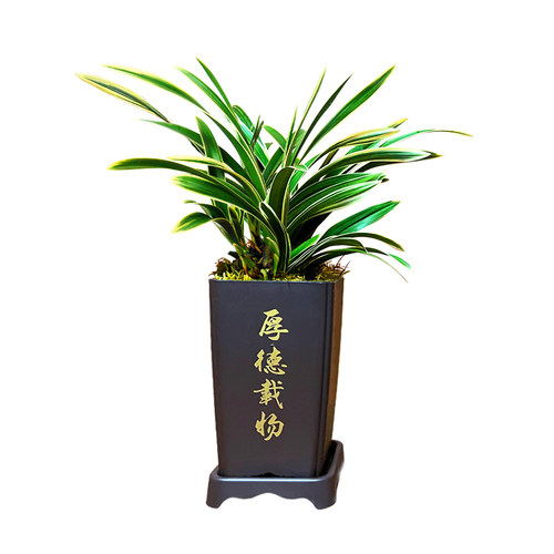 刘阁兰花苗 帝王妃 建兰四季兰夏带花苞出售浓香好养绿植花卉盆栽 - 图3
