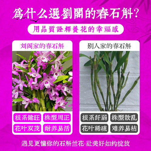 春石斛火烈鸟兰花苗盆栽花期带花发货新手好养四季赏绿植浓香花卉 - 图2