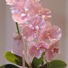 Phalaenopsis potted plants with buds are easy to grow indoors