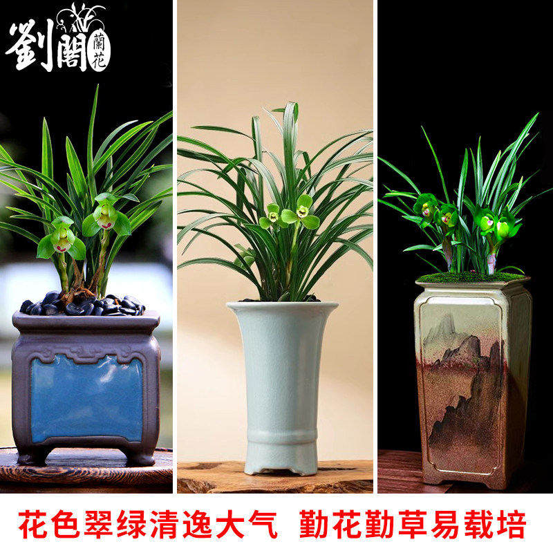 兰花盆栽浓香兰草基地直销现带花苞带土春兰花卉植物室内年宵花,淘宝优惠券,粉丝福利购,淘宝优惠卷