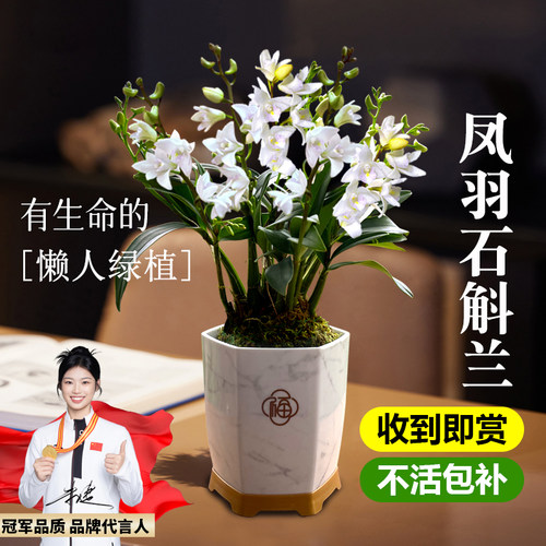 香水紫云石斛兰盆栽冬带花浓香室内外浓香兰花花卉绿植物净化空气 - 图1