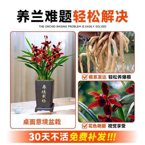 刘阁兰花苗四季建兰天红夏带花浓香好养室内办公室绿植花卉盆栽 - 图1